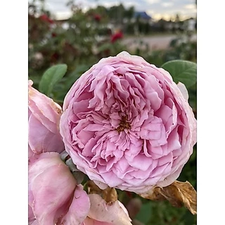 กุหลาบเลื้อยสปิริตออฟฟรีดอม ถุงละ 150 บาท ส่งยกต้นพร้อมดอกจ้า🌹🌱🎉