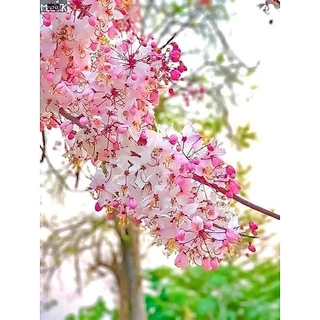 ต้น กัลปพฤกษ์ หรือ ซากุระ เมืองไทย สูง 60-80 cm. สำคัญกรุณาสั่งซื้อในเวลา12:00น.-00:00น.