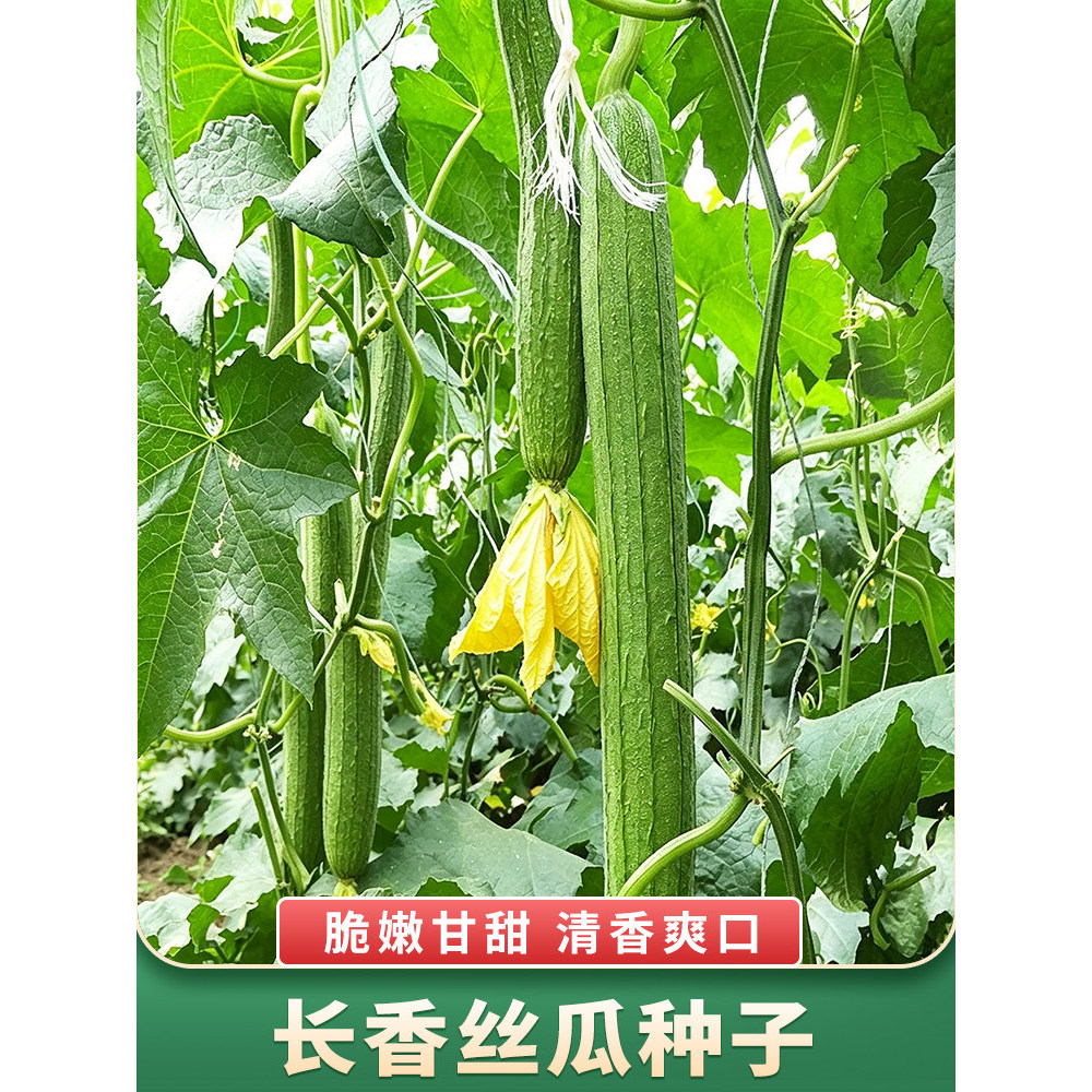 现货热卖香嫩长香丝瓜种子【全店满5元】高产早熟四季疏蔬菜丝瓜种子Sweet and tender long fragrant loofah seeds [shop full of 5 yuan]]20