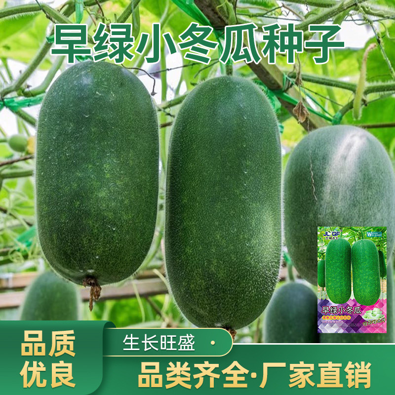 现货热卖早绿小冬瓜种子冬瓜种籽迷你青皮早绿水果冬瓜早熟菜园庭院种孑Early-maturing small winter melon seeds, winter melon seedlings, mi