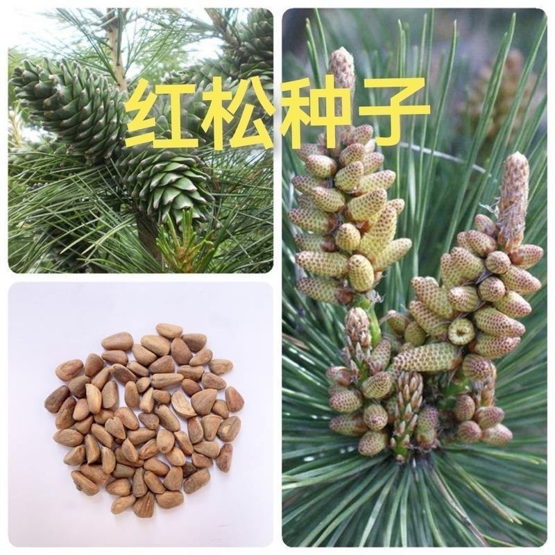 Red Pineเอดดัลไวส์ Pine Seed Sapling Sea Pine Cone Pine เกาหลี Pine Red Cone Pine ภาคตะวันออกเฉียงเห