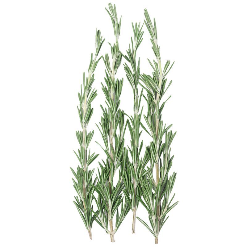 โรสแมรี่ 15กรัม Rosemary 15g.