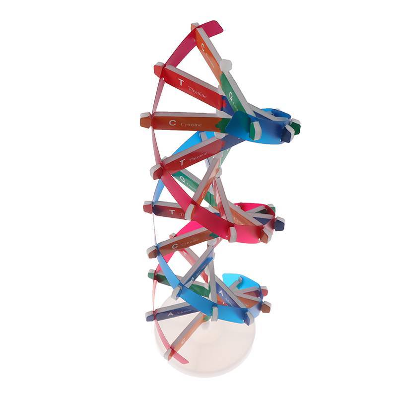 Layoe Human Genes DNA รุ่น Double Helix ของเล่นวิทยาศาสตร์การสอนการเรียนรู้การศึกษาของเล่น TH