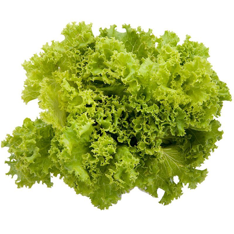 ฟริลเลย์ออร์แกนิค Organic Frilice Iceberg
