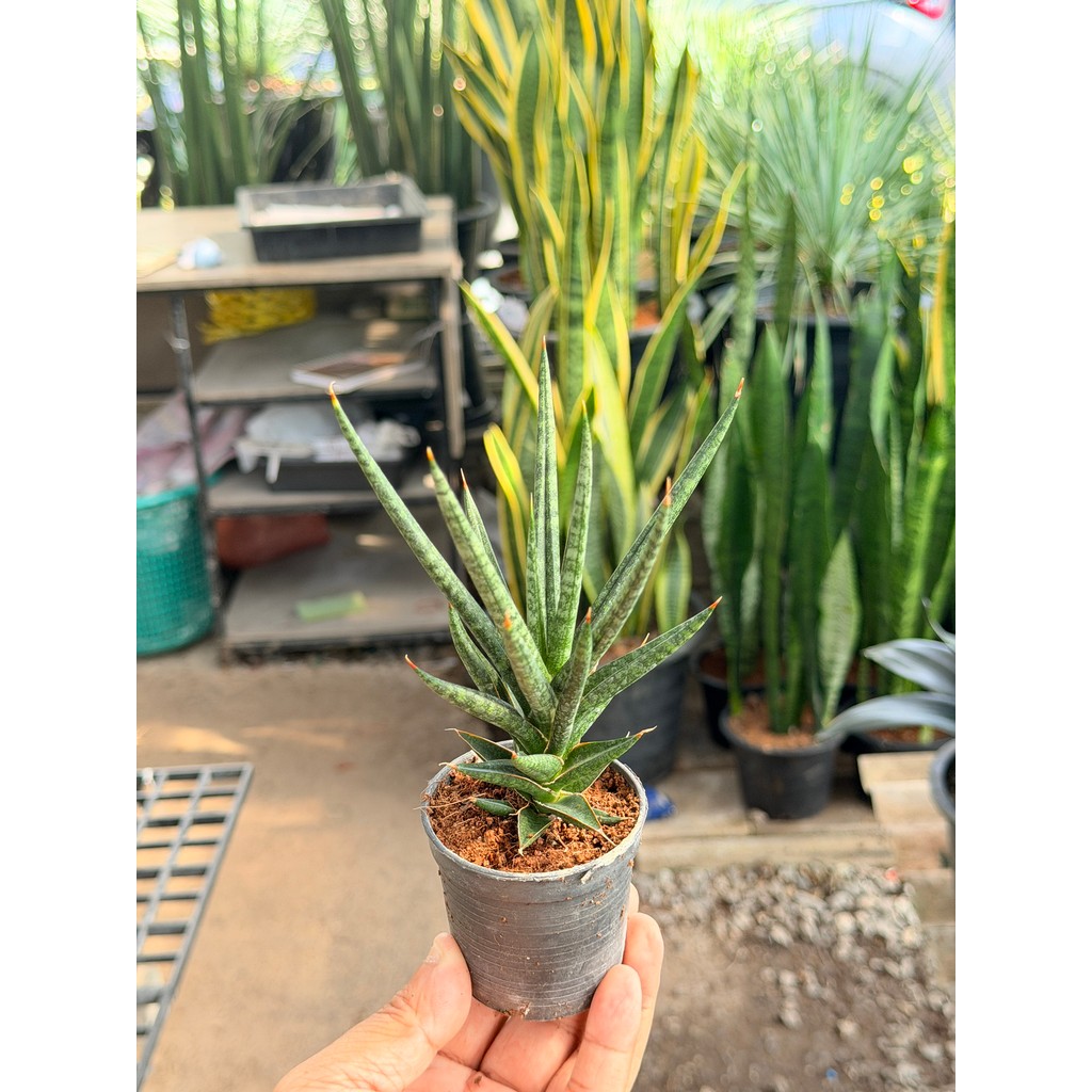 มุมมอง 2