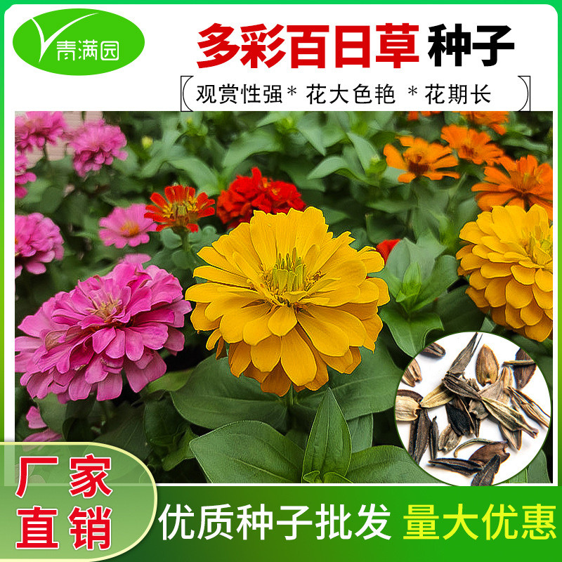 Low Low Rod Zinnia Seeds Double-กลีบผสมสีZinnia Chrysanthemum Flower Seeds Four Seasons Easy Living 