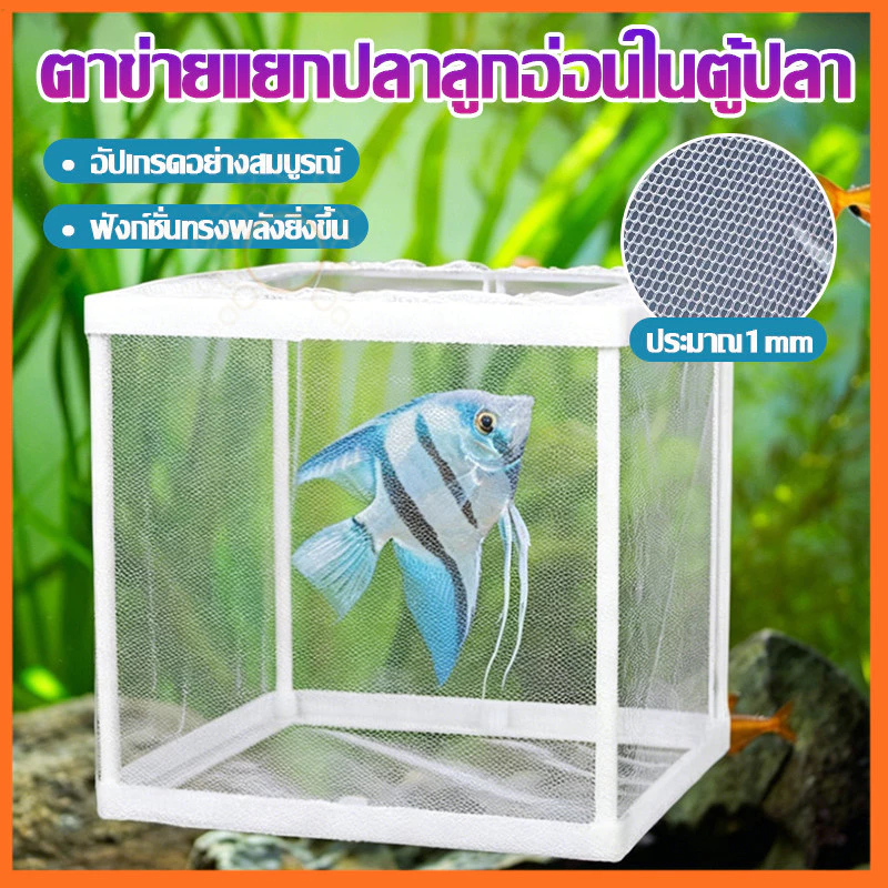 กล่องตาข่ายแยกปลา แยกปลาป่วย ลูกกุ้ง กล่องฟักไข่ปลา thumbnail 6