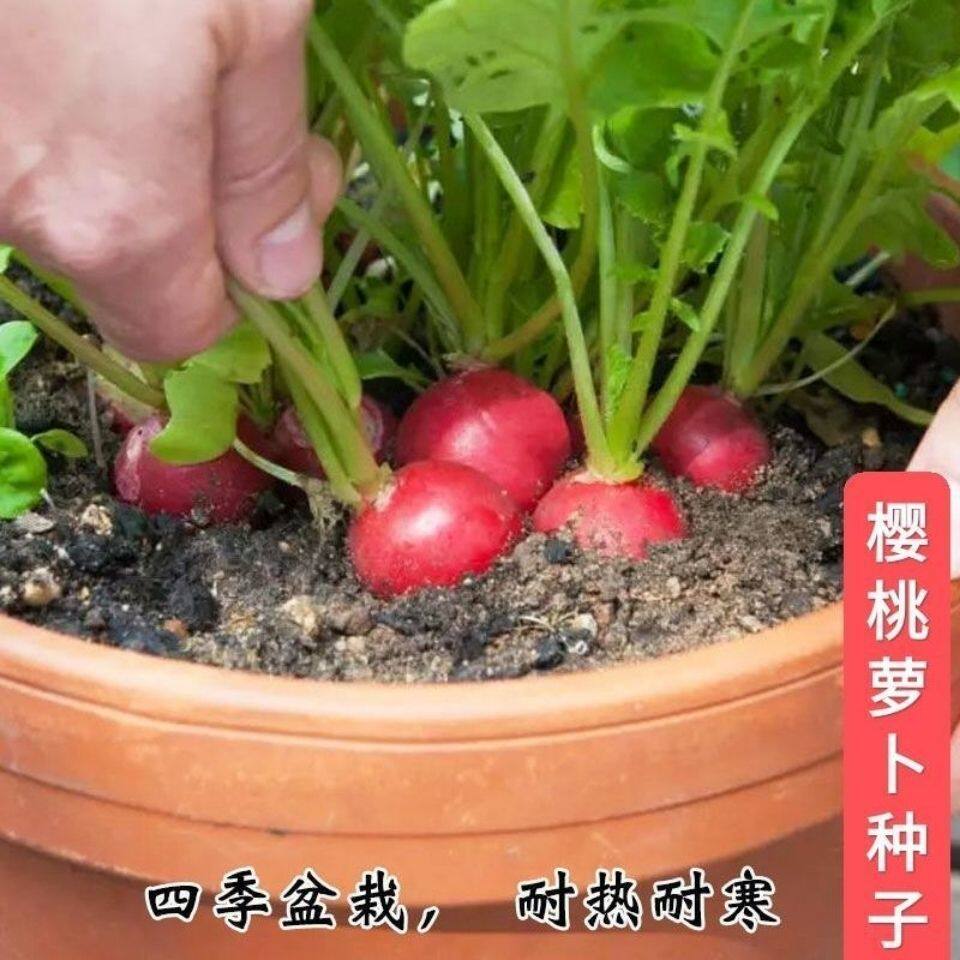 现货热卖四季播种樱桃萝卜种子小水果萝卜种子阳台盆栽蔬菜口感脆甜好吃Four seasons sowing cherry radish seeds small fruit radish20260716