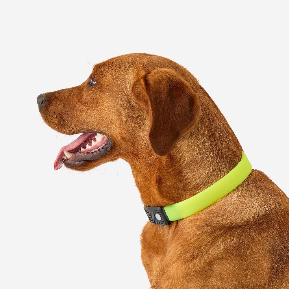 Decathlon Illuminated Dog Collar ปลอกคอเรืองแสงสำหรับสุนัข รูปที่ 2
