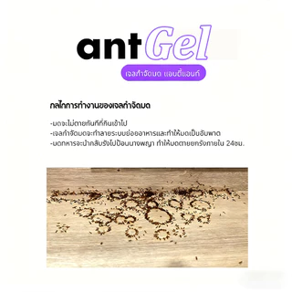 （ซื้อ 3 แถม 1）เจลกำจัดมด Ant Gel แอนติแอนท์ เหยื่อกำจัดมด เจลล่อมด หยดเดียวตายยกรัง 20g/30g {Aati Ant}