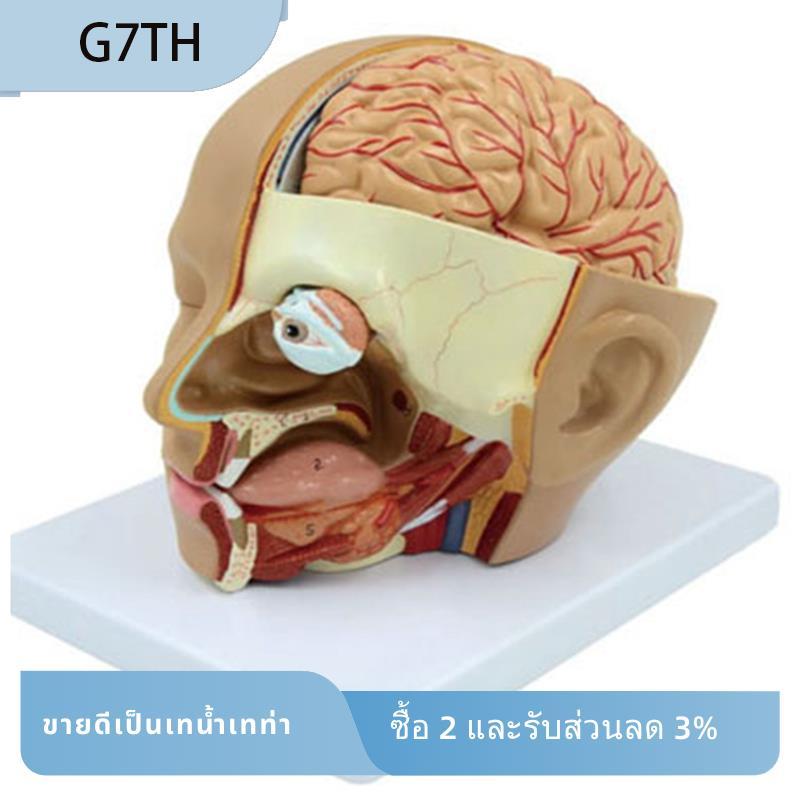 Human Head Anatomy Model Head สมองส่วน Anatomy สําหรับห้องเรียนวิทยาศาสตร์การศึกษาการเรียนรู้การสอนจ