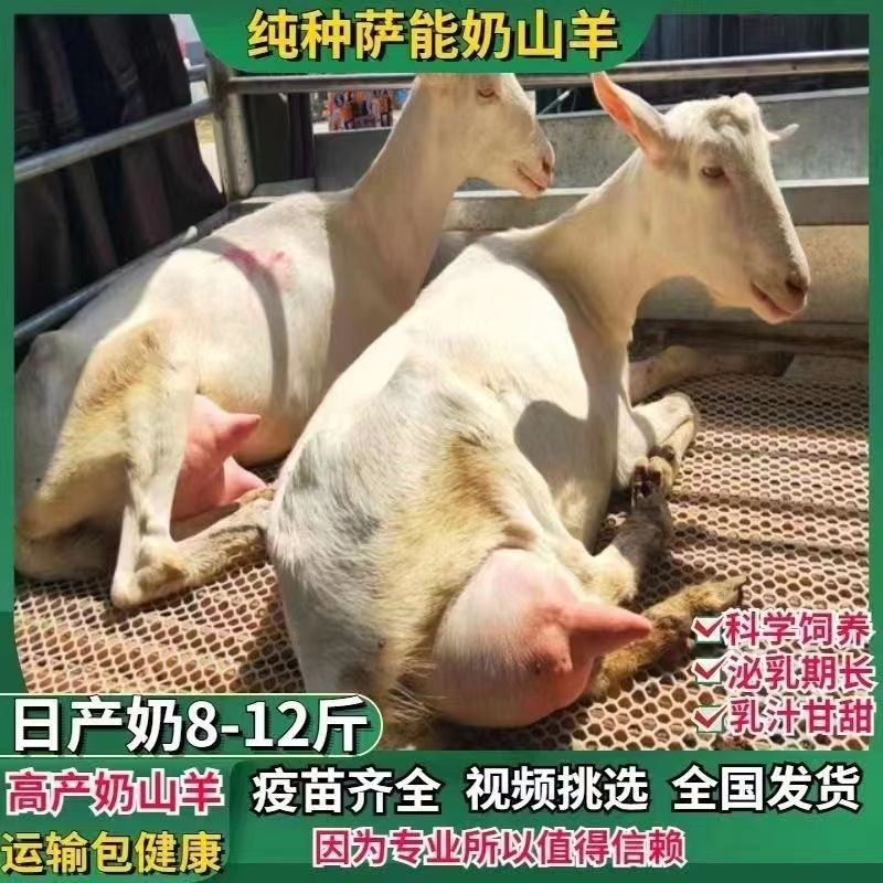 สายพันธุ์บริสุทธิ์ Sane Milk Goat Maternity Milk Multi-Tire Pregment Milk Goat High-Prod