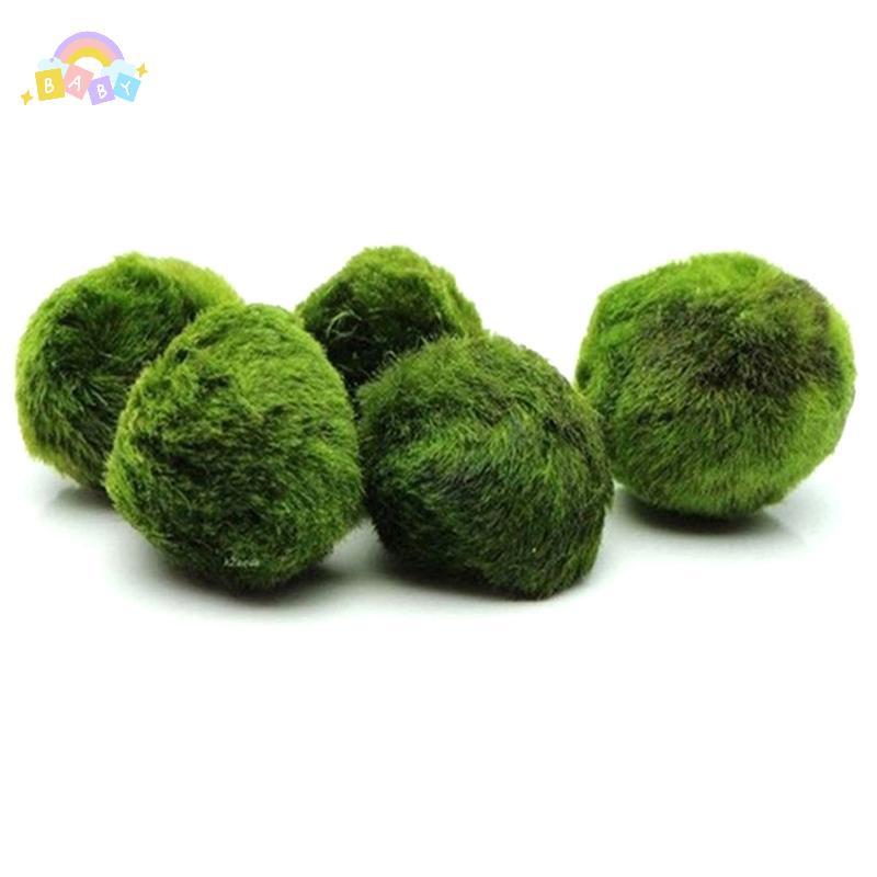 [BB-t] 2-3 ซม. Marimo Moss Balls Live Aquarium พืชสาหร่ายปลากุ้งถังเครื่องประดับใหม่