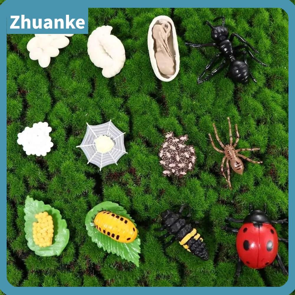 ZHUANKE 4 ชิ้น/เซ็ตสัตว์ Growth CYCLE, Miniature ขนาดการศึกษา Miniature Life CYCLE Figurines, Montes