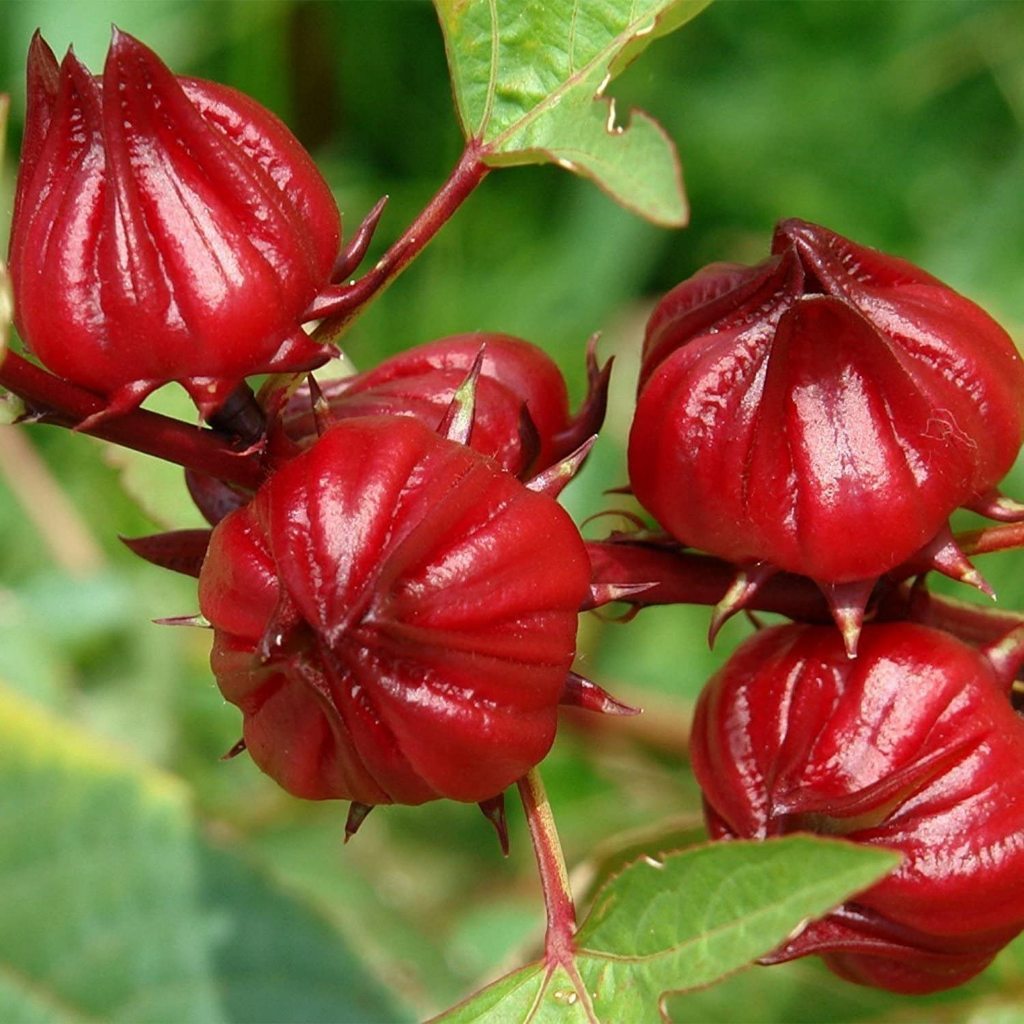 Roselle Hibiscus  Seeds 20 เมล็ด เมล็ดผัก กระเจี๊ยบแดง พันธุ์จาไมก้า สวนครัว ปลูกผักปลอดสาร เก็บเกี่ยวไว