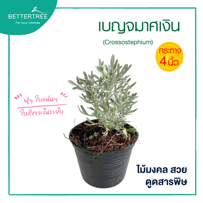 เบญจมาศเงิน กระถาง 4 นิ้ว ไม้มงคล ไม้แดด ไม้ฟอกอากาศ Crossostephium