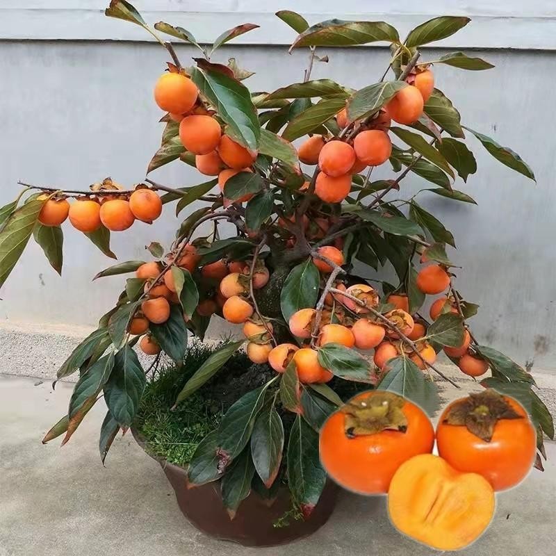 10เมล็ด เมล็ดพันธุ์ ลูกพลับ Persimmon Seeds Fruit Seeds บอนไซ ต้นไม้มงคล เมล็ดพันธุ์บอนสี เมล็ดพันธุ์ผลไม้  Plants - รูปที่ 6