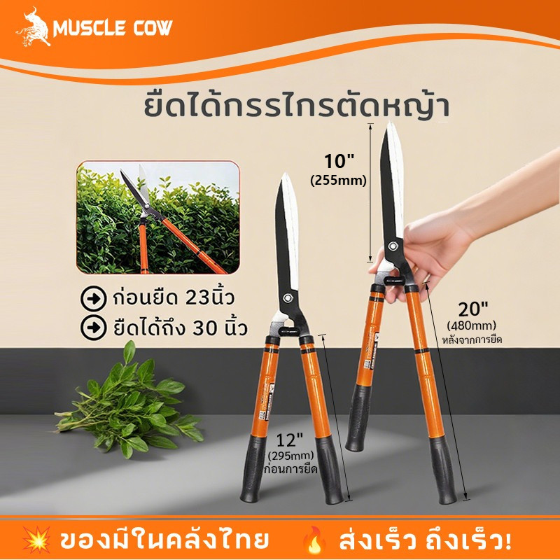 Muscle cow กรรไกรตัดหญ้า ยืดได้ ด้ามเหล็กหุ้มพลาสติก เหมาะสำหรับตัดกิ่งสูง ปรับความยาวได้ 23-30 นิ้ว