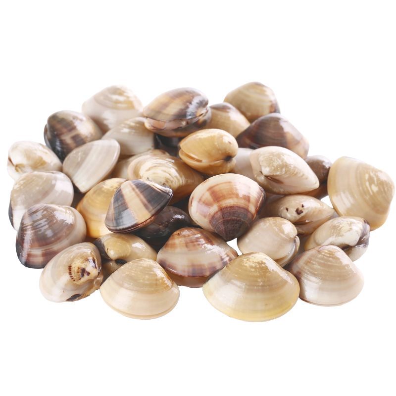 หอยตลับสดในถุงตาข่าย 500กรัม Sea Clam 500g. [หมายเลขบาร์โค้ด 0000048655576 ] สินค้าคุณภาพดี คัดสรรด้วยความใส่ใจ