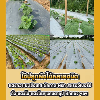 🔥COD🔥พลาสติกคลุมดิน 0.8ม.x400หลา(360ม) พลาสติกคลุมแปลง พลาสติกดำเงิน พลาสติกกันวัชพืช กันวัชพืช ปลูกผัก ปลูกผลไม้