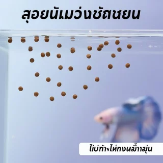 อาหารปลากัดเม็ดลอยน้ําโปรตีนสูงสีเพิ่มครีบหางขนาดสนับสนุนโปรไบโอติก50ก