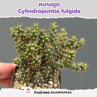 รวมกระบองเพชรและไม้อวบน้ำ หลายสายพันธุ์ ส่งทั้งกระถาง กุหลาบหิน cactus&succulent