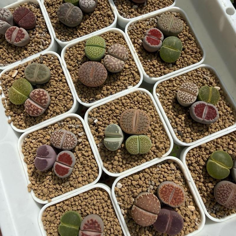 ไลทอป 3 ต้น/1 กระถาง lithops mix
