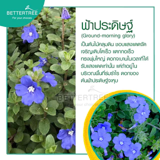 ฟ้าประดิษฐ์ กระถาง 3 นิ้ว ต้นไม้ดอก ต้นไม้แดด