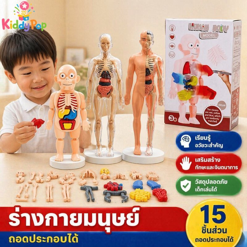 ร่างกายมนุษย์รุ่นโครงกระดูกกายวิภาคศาสตร์การเรียนรู้ของเล่นการศึกษาประกอบพลาสติกแบบพกพาเด็ก