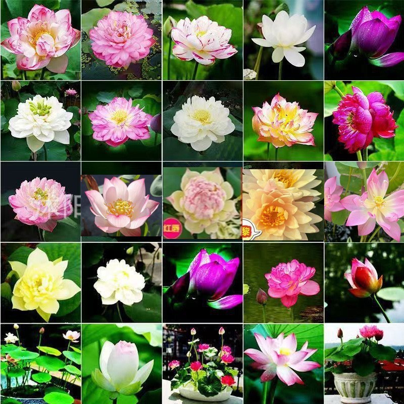 พร้อมสต็อก E-Commerce พิเศษขายส่ง Water Lily Bowl Lotus Aquatic Plant Seeds Hydroponic Lotus Seeds B