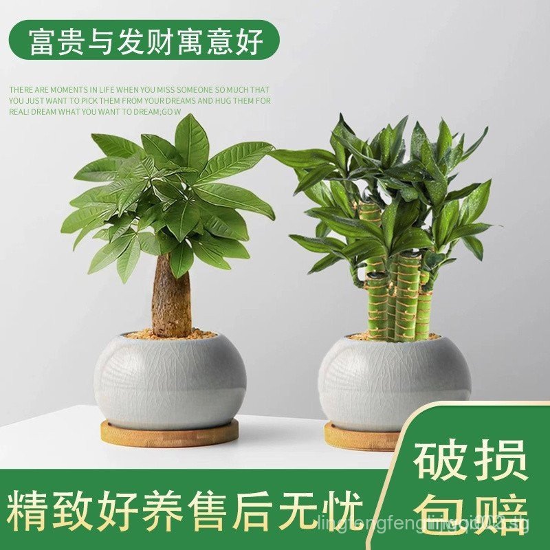 ต้นไม้เงิน Lucky Bamboo Step-by-Step Good Meaning Desktop ฟอร์มาลดีไฮด์ในร่มพืชสีเขียว High-End กระถ