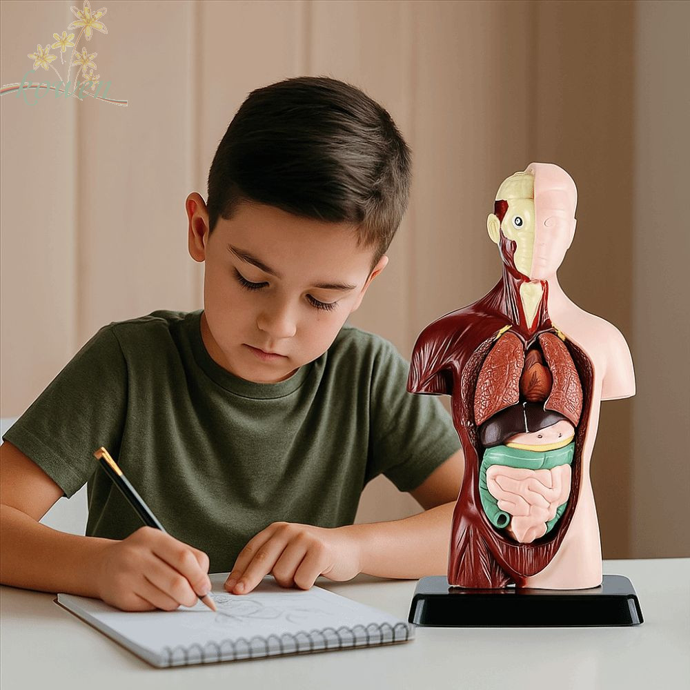 KOWEN ลําตัวมนุษย์ Anatomy รุ่น, Montessori DIY หุ่น Human Body การศึกษา Prop, Anatomy ออร์แกนการสอน