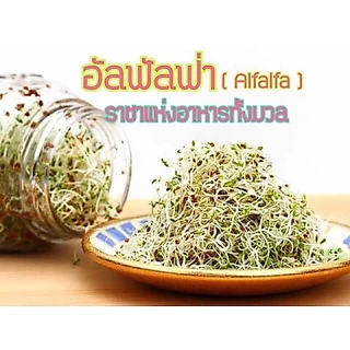 อัลฟัลฟา (Alfalfa) ปลอดสาร อัตราการงอก 90-99 %