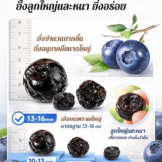 🍇ของว่างเพื่อสุขภาพ🍇บลูเบอร์รี่แห้ง ไร้เมล็ด อุดมไปด้วยสารอาหาร ขนมขบเคี้ยวเพื่อสุขภาพ พกพาสะดวก เหมาะสำหรับคนทำงานและนักเรียน บลูเบอร์รี่แห้ง/ช่วยปกป้องดวงตา/ไม่มีสารเติมแต่ง/ต้านอนุมูลอิสระ