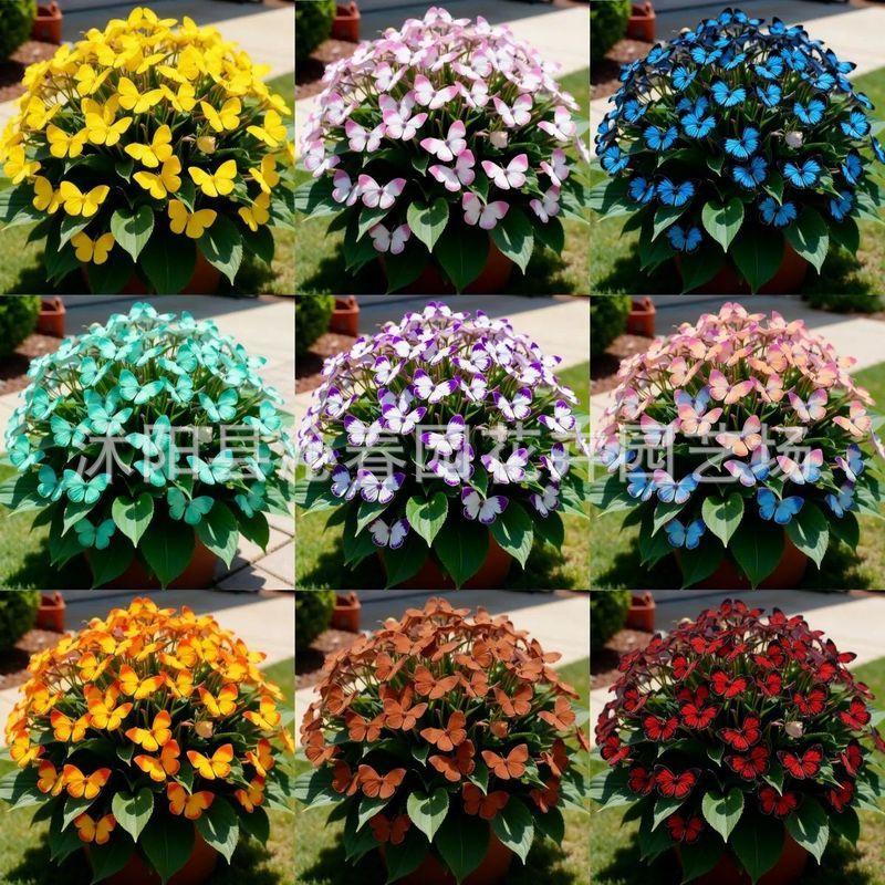 Ready Straw [E-commerce] Moonlight Butterfly Flower Seed Butterfly Seed Angelinia Flower Seed Courty