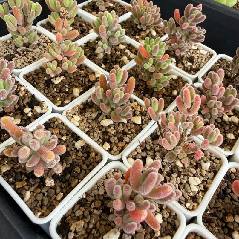 เม็ดข้าวม่วง Drosanthemum Eburneum “Red Ice Crystal”