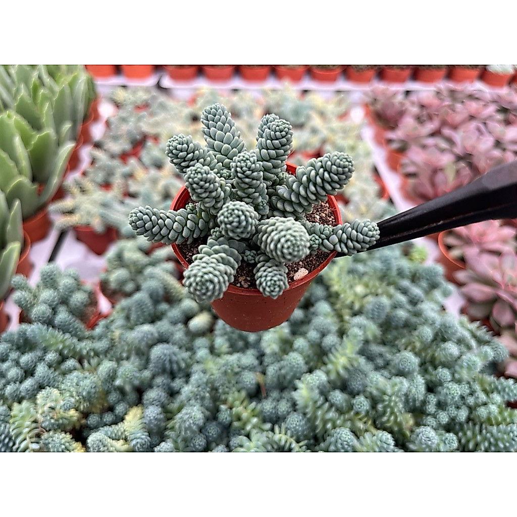 Sedum blue  หนอนน้อยสีฟ้า