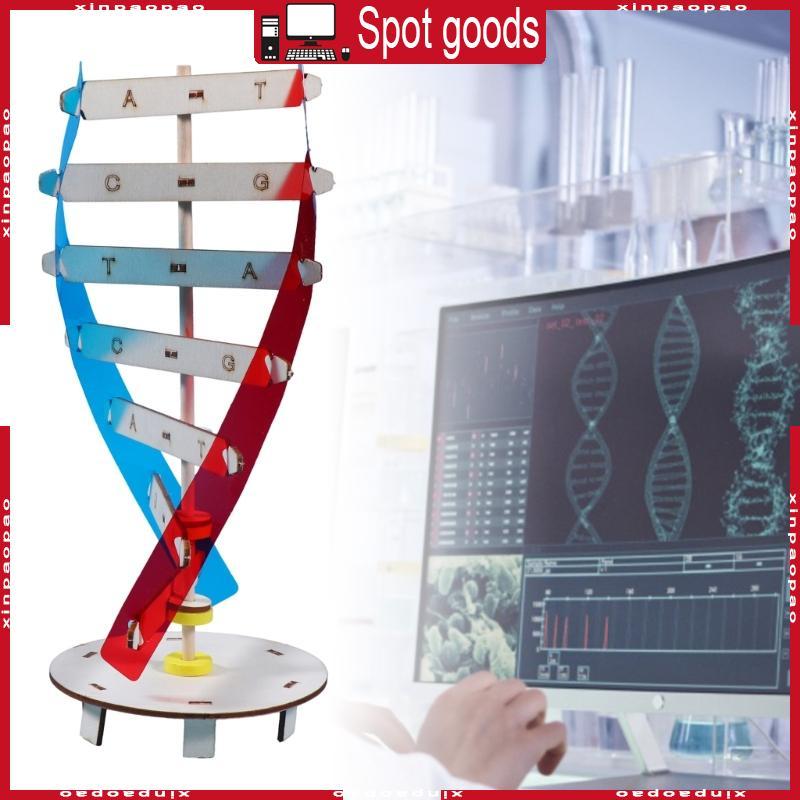 XI DNA ชุด Double Helix โครงสร้าง DNA รุ่น Biological วิทยาศาสตร์ช่วยสอน Early Education ของเล่นสําห