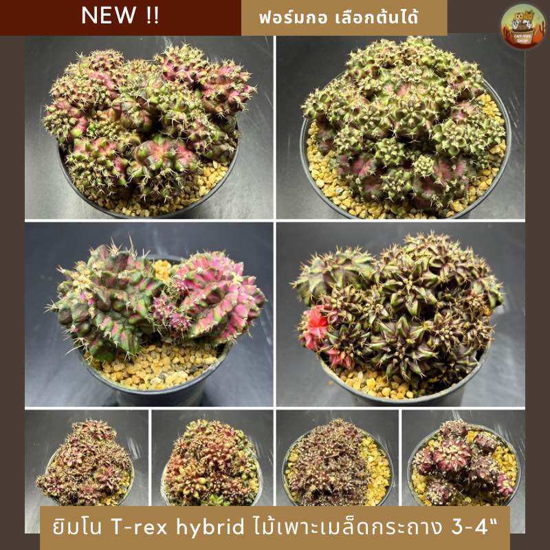 [ NEW !! ] ยิมโนสายยับ ฟอร์มกอ กระถาง 3-4“ ไม้เพาะเมล็ด T-rex hybrid กระบองเพชร cactus จัดแบบเปลือยราก