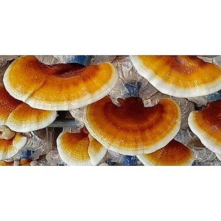 เห็ดหลินจือแดง G2 ออร์แกนิค อบแห้ง 35 กรัม ส่งตรงจากฟาร์ม (Lingzhi Red Mushroom Organic (Flower) 35G