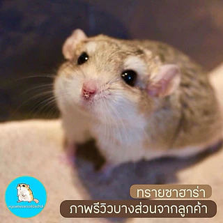 ทรายซาฮาร่า ทรายรองกรงหนู ทรายอาบน้ำหนู ของแท้100% ใช้แล้วขนสวยมาก - Sahara Sand / ทรายแฟตเทล / ทรายแฮมเตอร์ /