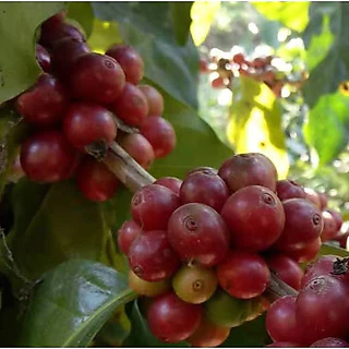 กาแฟดอยช้าง แพ๊ค 500 กรัม X 3 ถุง อราบิก้า 100 % คั่ว 5 ระดับ