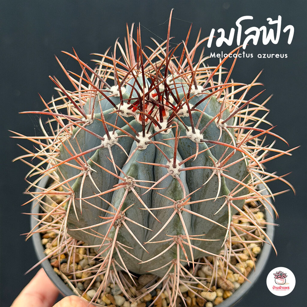 เมโลฟ้า #ไซส์ใหญ่ Melocactus azureus แคคตัส กระบองเพชร cactus&succulent