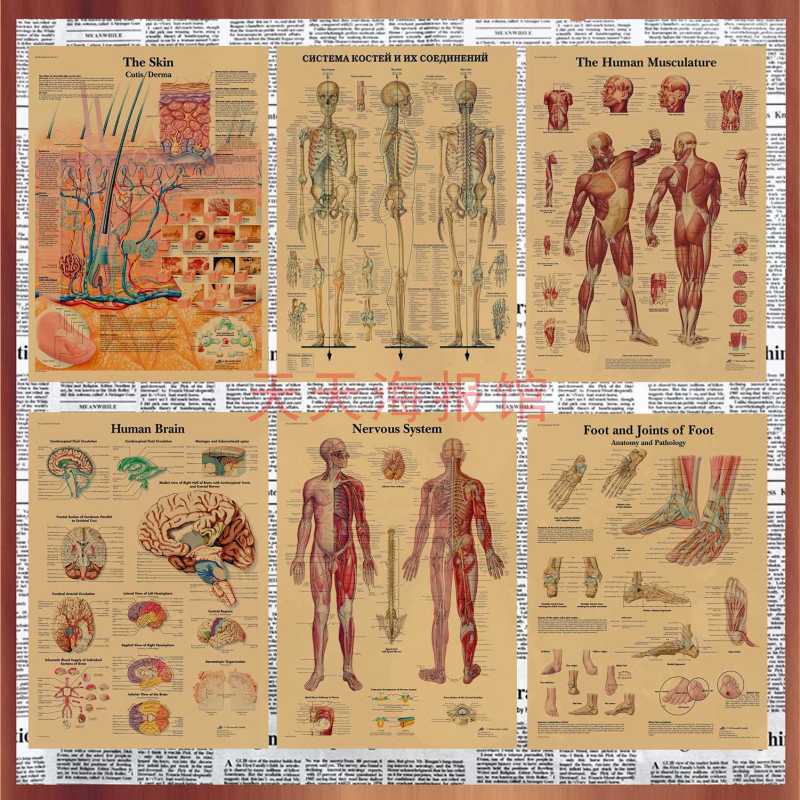 [Special Offer] Decorative Painting Poster Human Anatomy Commentary Figure Skeletal Muscle Chart Ret