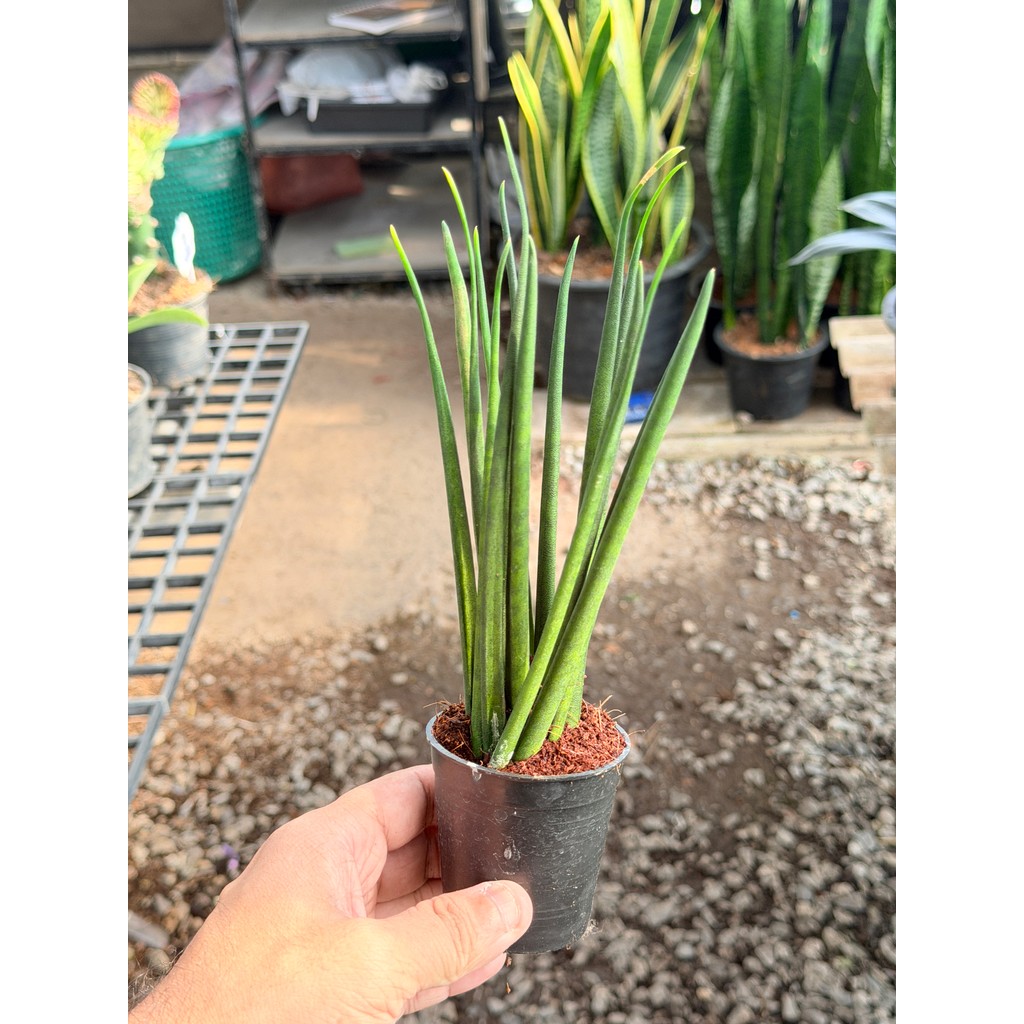 มุมมอง 4