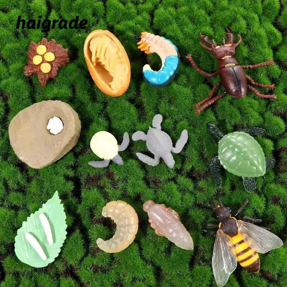HAIGRADE 4 ชิ้น/เซ็ตสัตว์ Growth CYCLE, Miniature ขนาดการศึกษา Miniature Life CYCLE ตุ๊กตา, Montesso