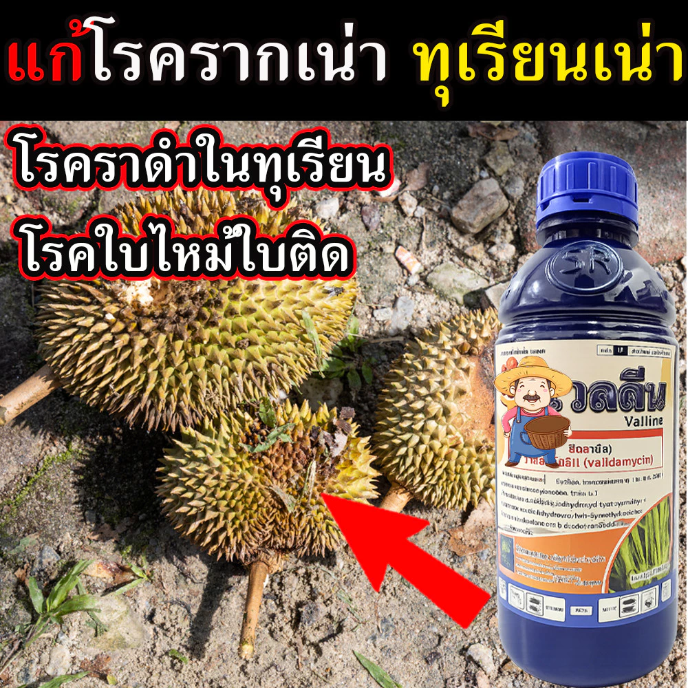 โรคทุเรียนใบจุด ยาเชื้อรา ยากำจัดเชื้อรา 1 ลิตร ในนาข้าว สวน ไม้ผล เชื้อราใบไหม้ทุเรียน โรคเชื้อราทุเรียน