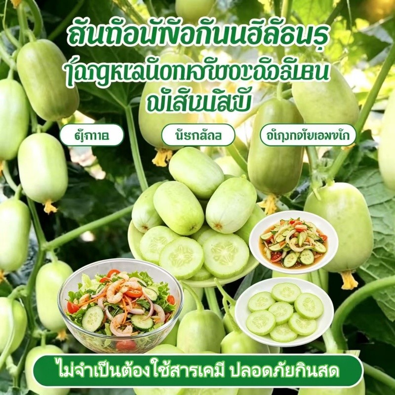 【พร้อมส่งจากไทย】 เมล็ดแตงกวาสาวงาม พันธุ์เล็กกรอบหวาน รูปที่ 3