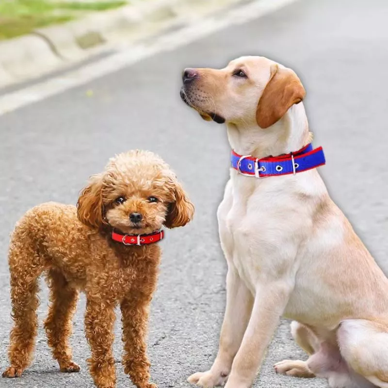🐶ปลอกคอสุนัขวัสดุหนังนุ่ม ซับในโฟม ผ้าพีพี สินค้าพร้อมส่ง ปลอกคอสัตว์เลี้ยง ใส่สบาย ระบายอากาศได้ดี🐕 thumbnail 3