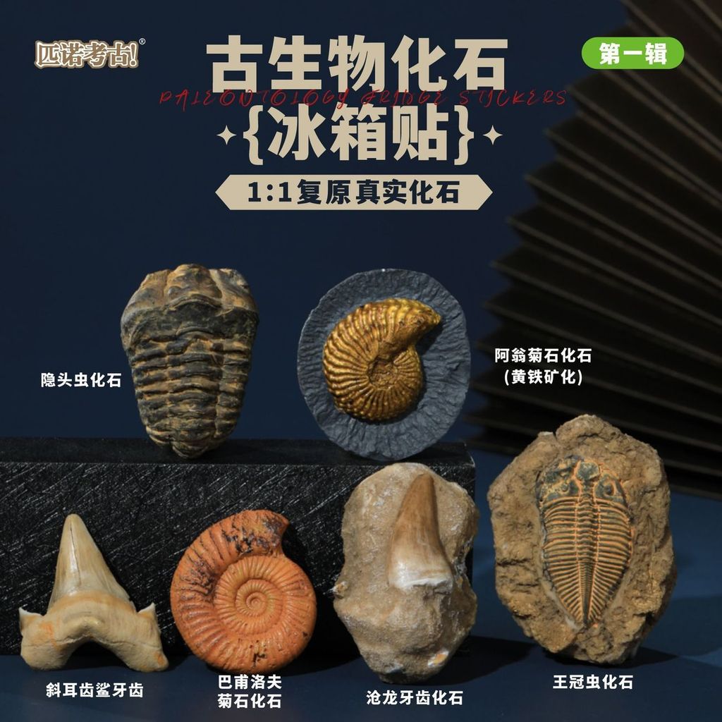 Fossil Fossil สามมิติตู้เย็นแม่เหล็ก Ammonite Crab Retro Shark ฟันตัวอย่าง